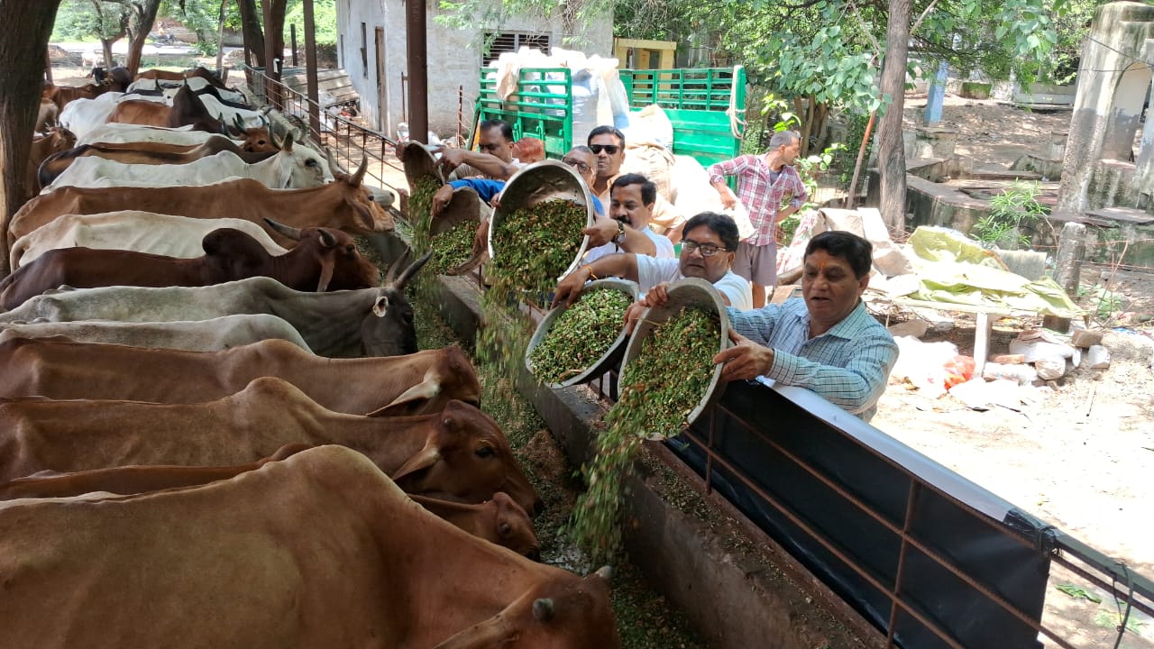 लॉयंस क्लब आकाश ने किया गौसेवा का पुण्य कार्य, 37 कुंतल हरे चारे की व्यवस्था