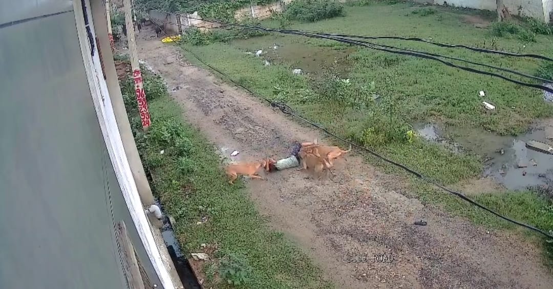 मथुरा में छोटी बच्ची पर आवारा कुत्तों का अटैक
