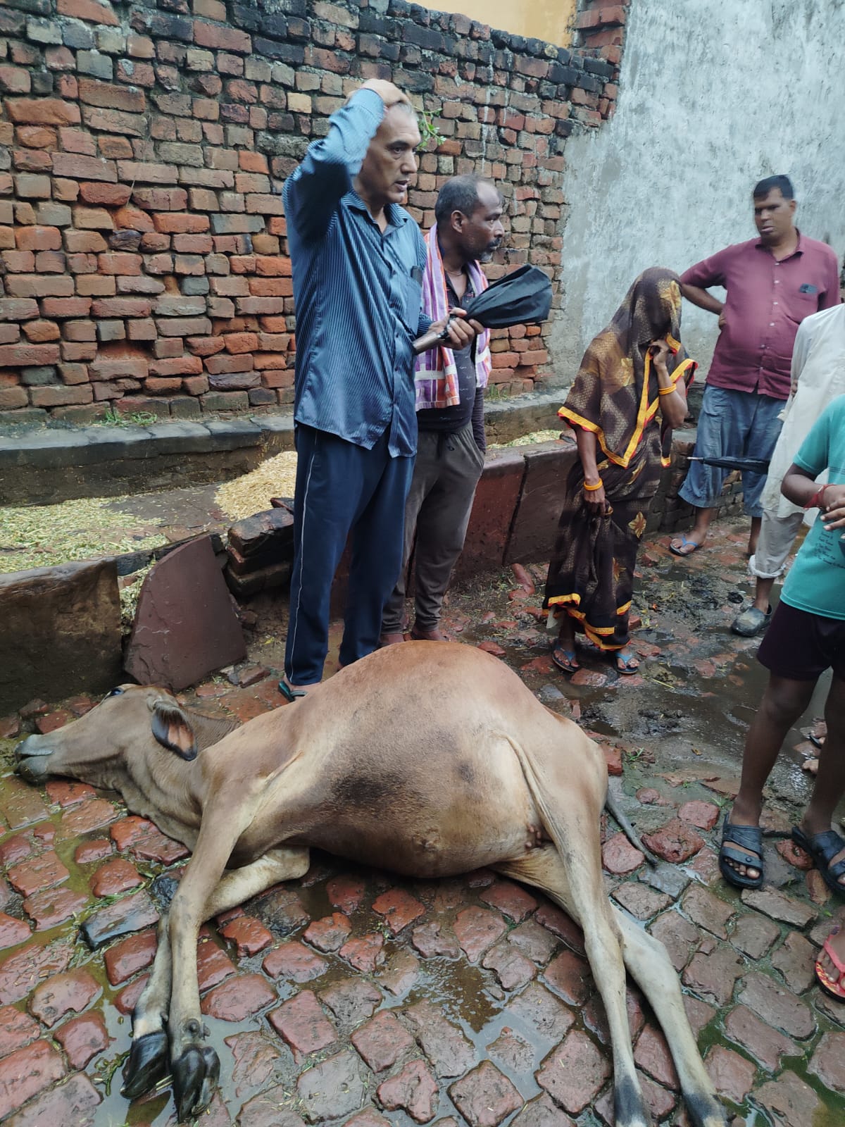 आकाशीय बिजली गिरने से दो बालिका सहित महिला घायल, नीम के पेड़ के नीचे बंधी गाय की मौत, पेड़ झुलसा