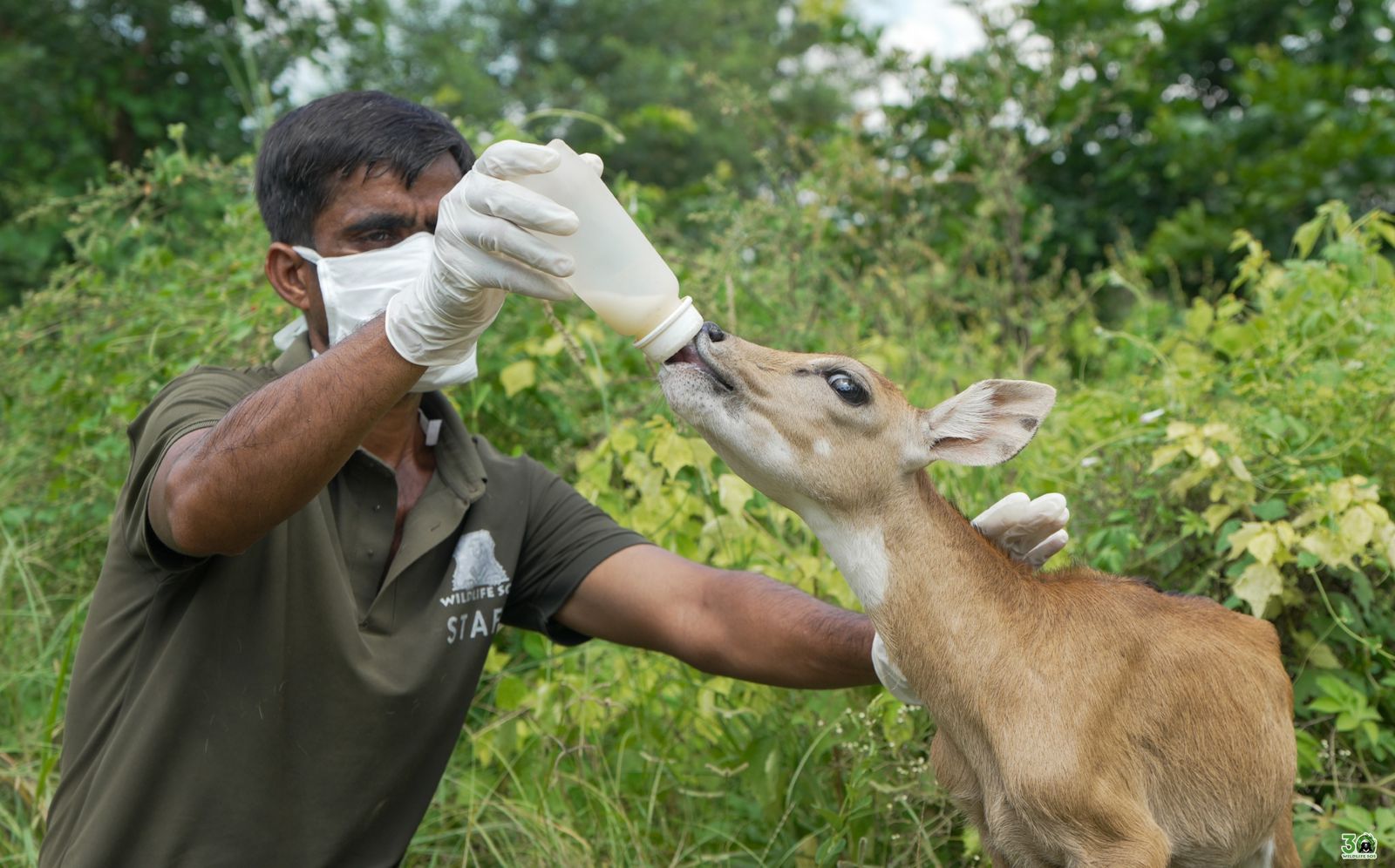 लावारिस मिला नीलगाय का छोटा बच्चा, वाइल्डलाइफ एसओएस ने सुरक्षित बचाया और पुनर्वास किया