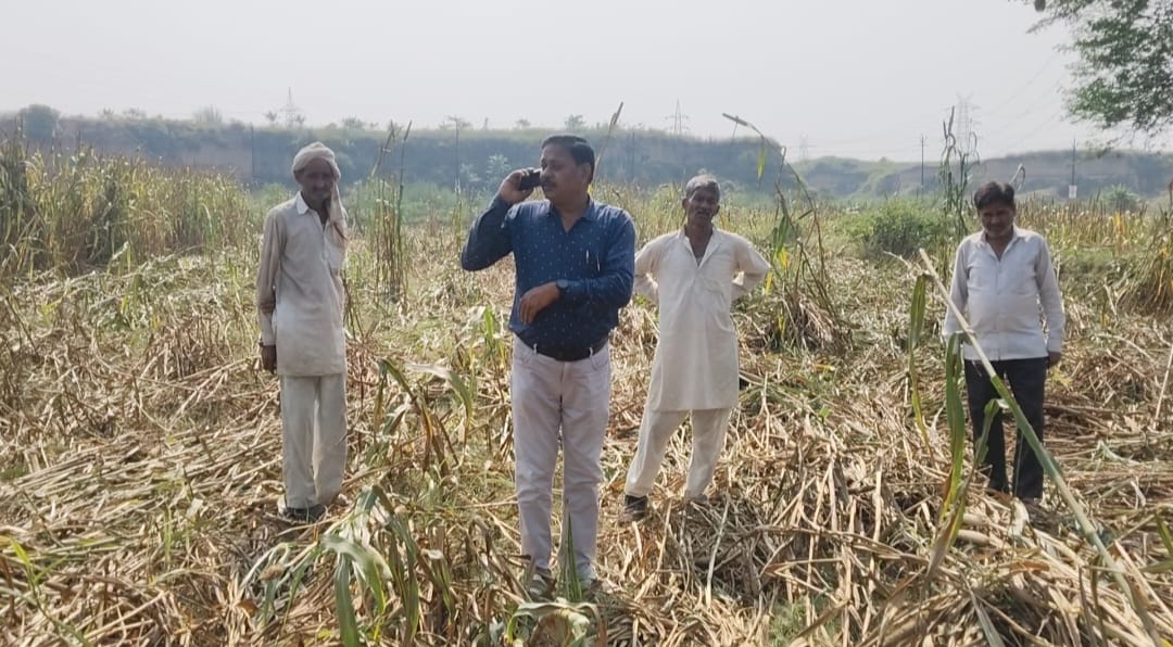 बाजरे की फसल को अज्ञात लोगों ने ट्रैक्टर से  कर दिया नष्ट,लाखों रुपए का हुआ नुकसान