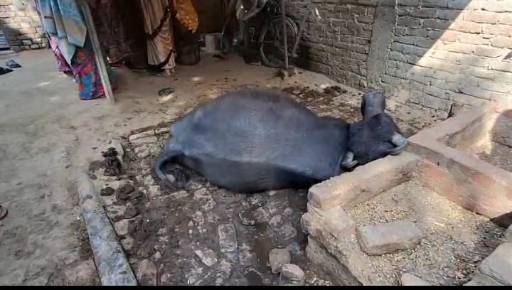 11000 लाइट की चपेट मे एक भैंस की मौके पर ही मोत