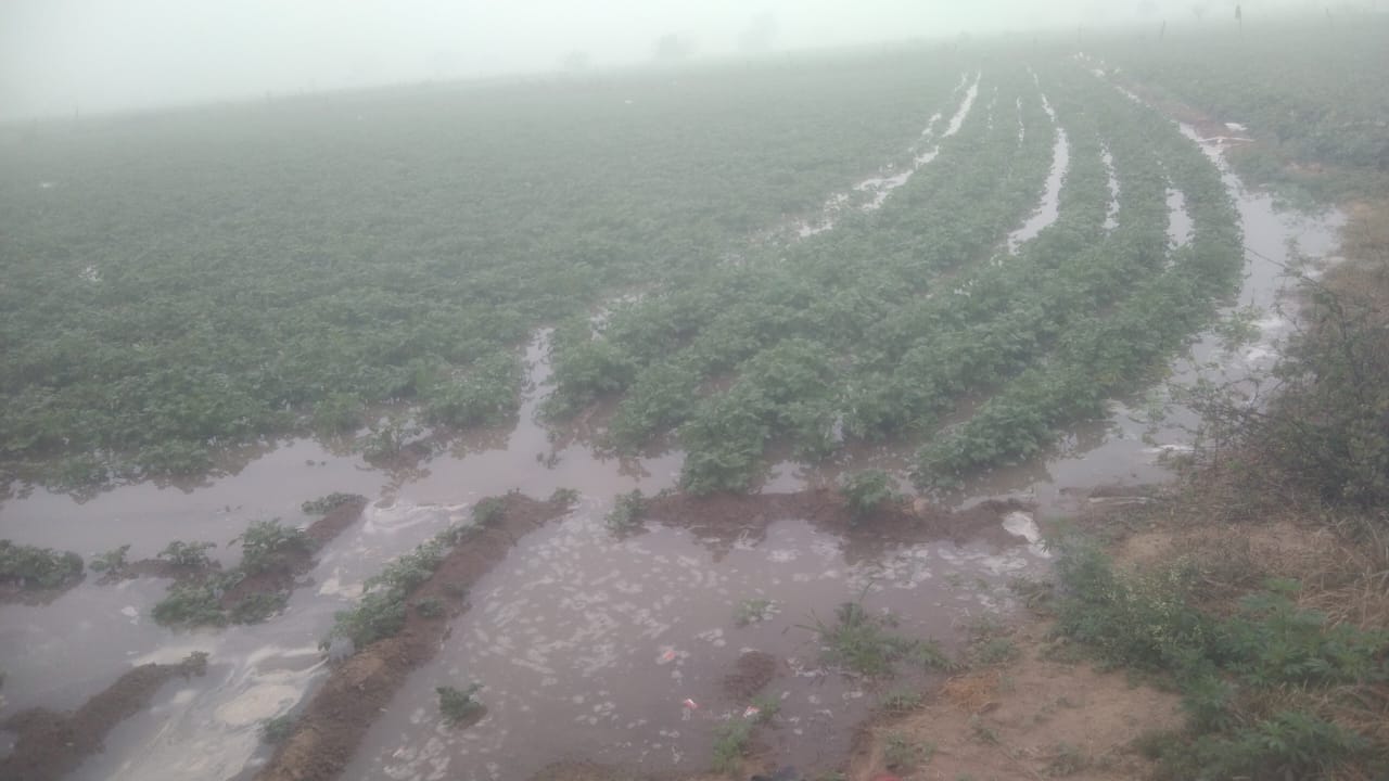 नहर का बांध टूटा, 50 बीघा आलू की फसल जलमग्न