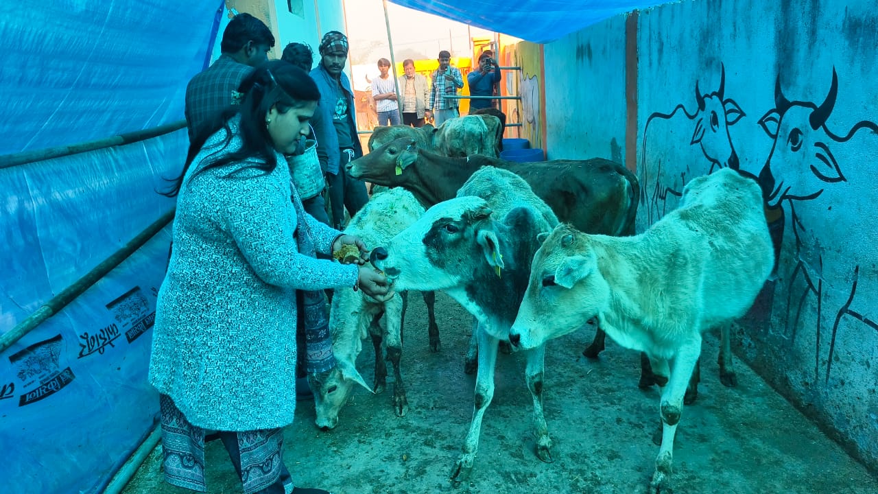 गौशालाओं में शीत लहर और बढ़ती ठंड से निराश्रित गोवंश को बचाने के लिए व्यापक किए इंतजाम
