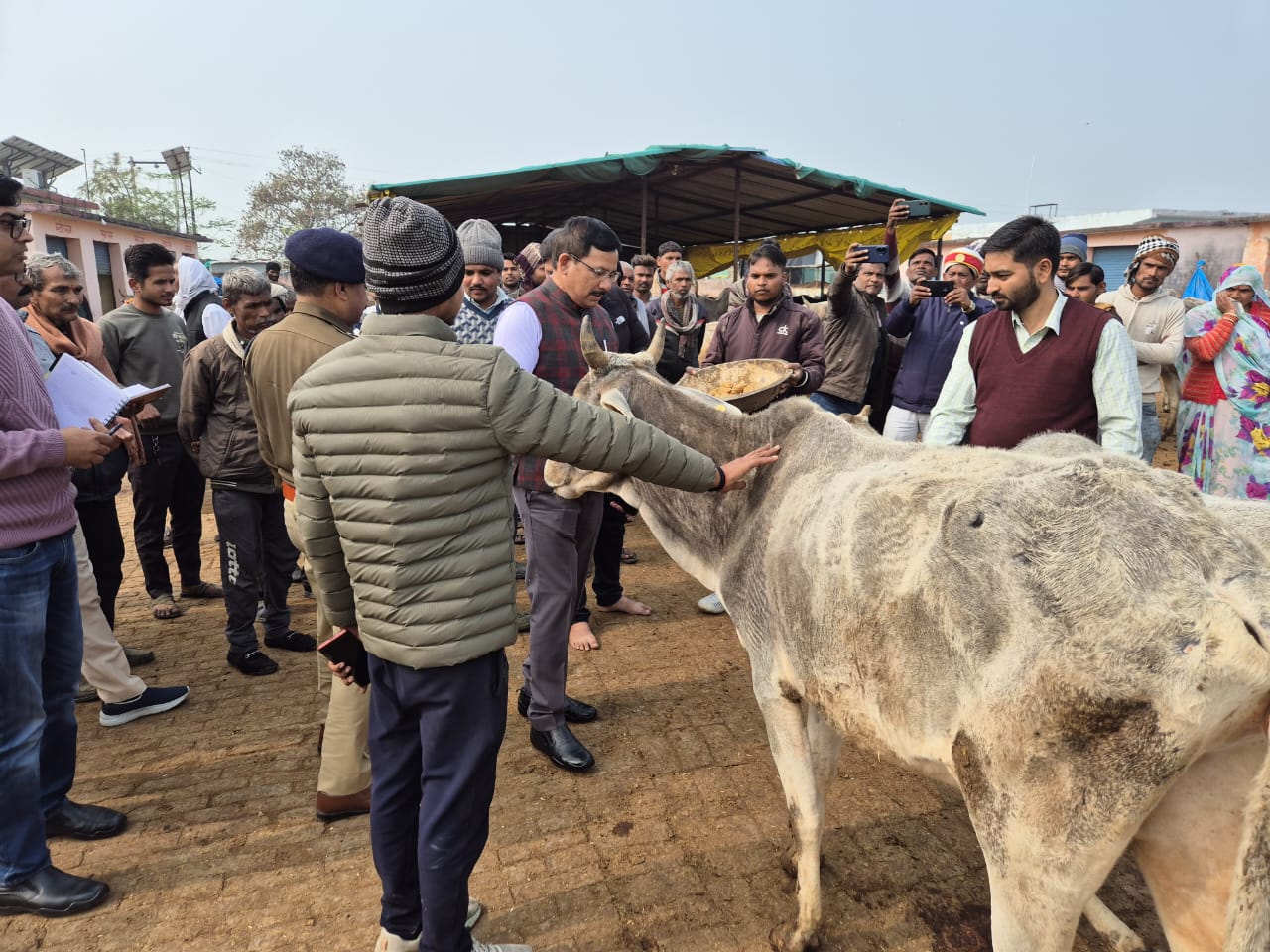 कान्हा गौशाला निरीक्षण में जिलाधिकारी का संवेदनशील रूप, गोवंशों को किया दुलार
