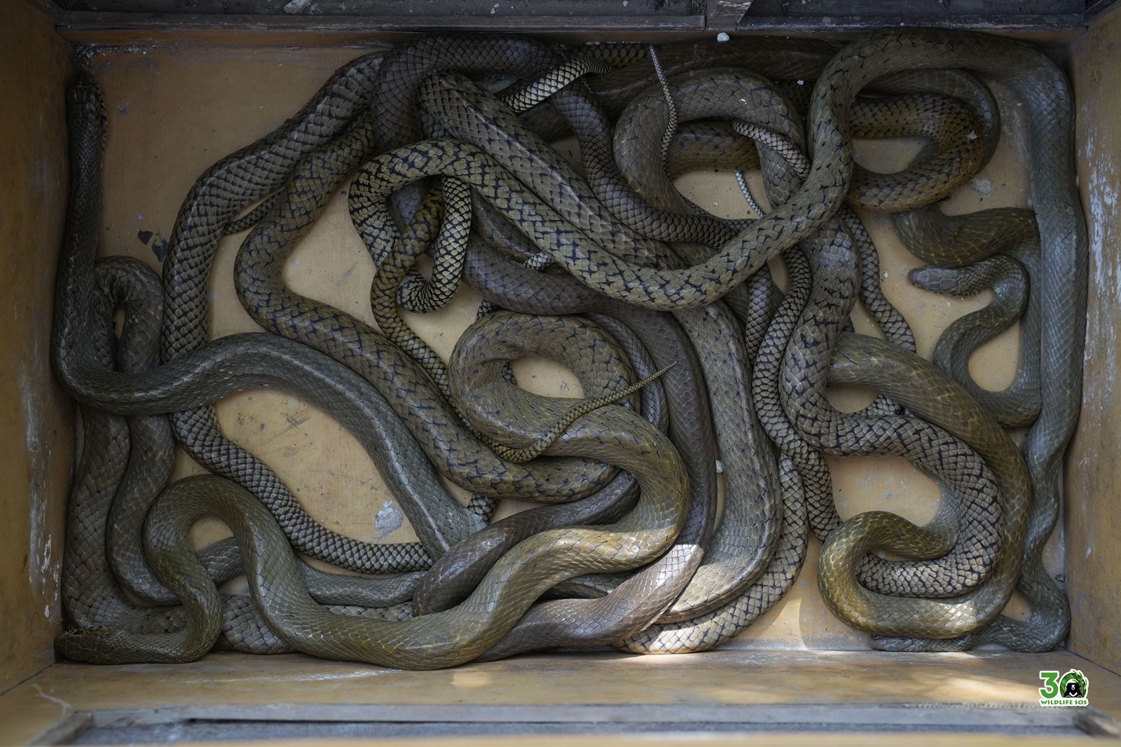 आगरा में मंदिर निर्माण स्थल से सात सांपों को बचाया
