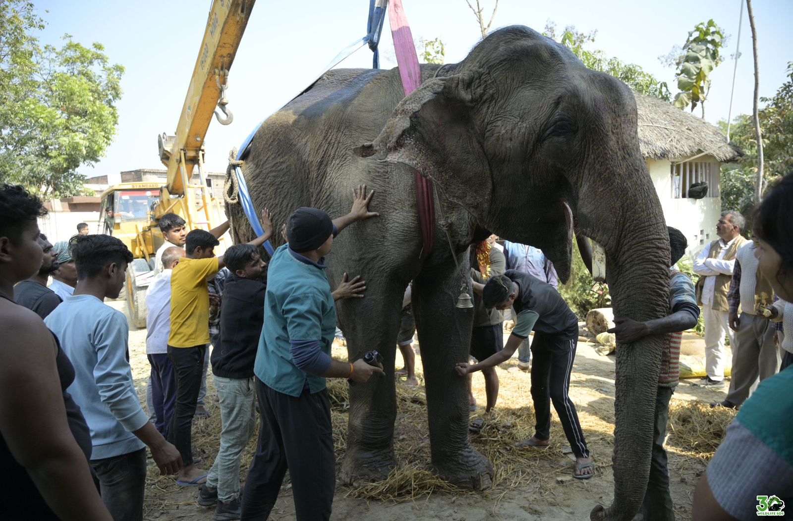 भीख मांगने के जीवन से लेकर उपचार तक बचाए गए हाथी मनु