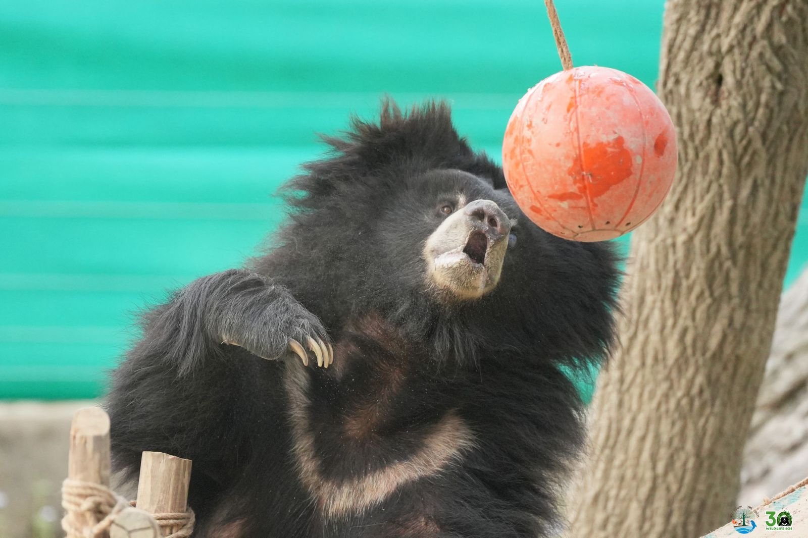 झारखंड में 'डांसिंग' व्यापार से बचाया गया स्लॉथ भालू, आगरा के संरक्षण केंद्र में मिल रहा गहन उपचार