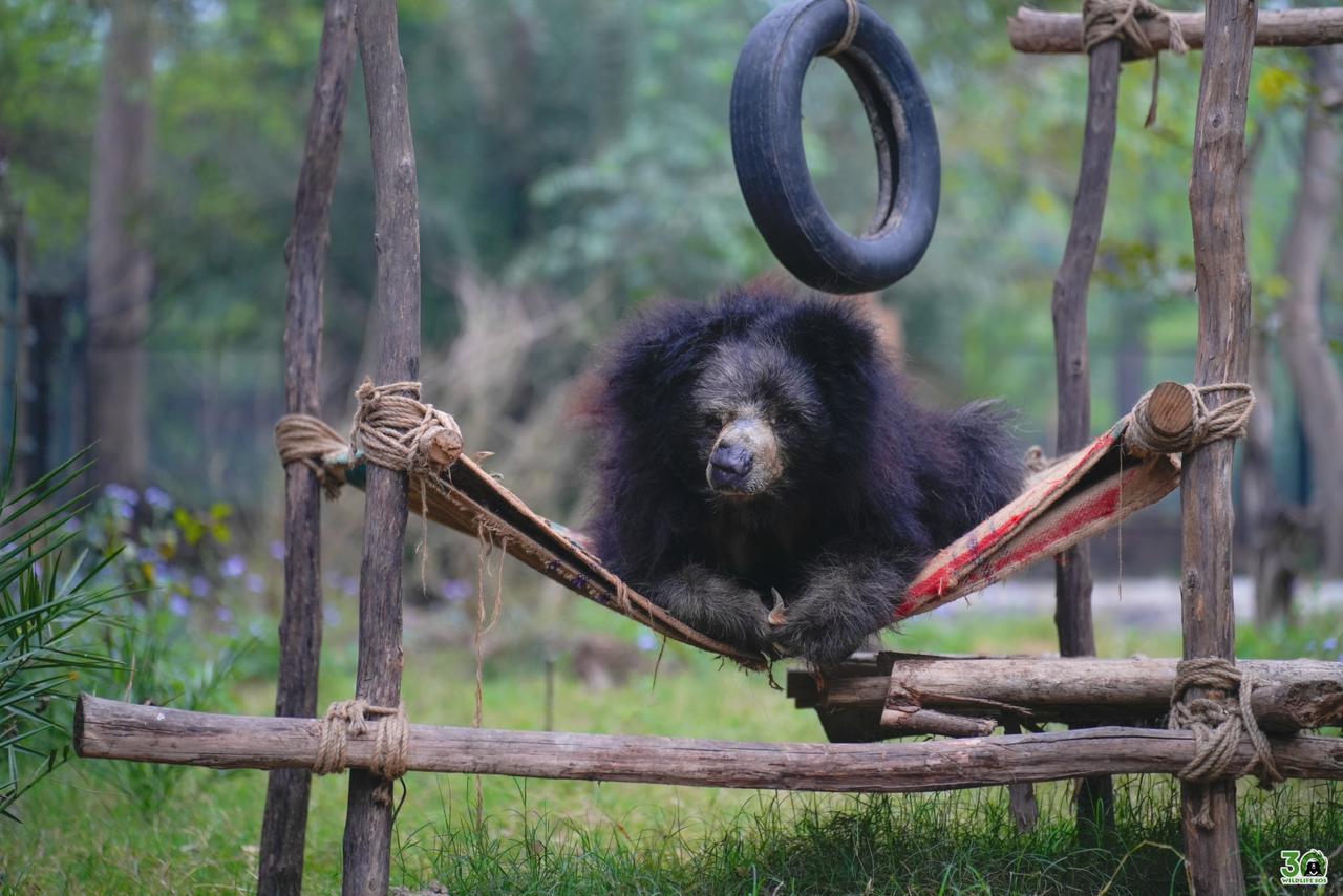 प्रदर्शन दिखाने से लेकर गरिमापूर्ण जीवन तक : भालू संरक्षण केंद्र की सबसे उम्रदराज़ भालू चमेली का 35 वर्ष की आयु में हुआ निधन।