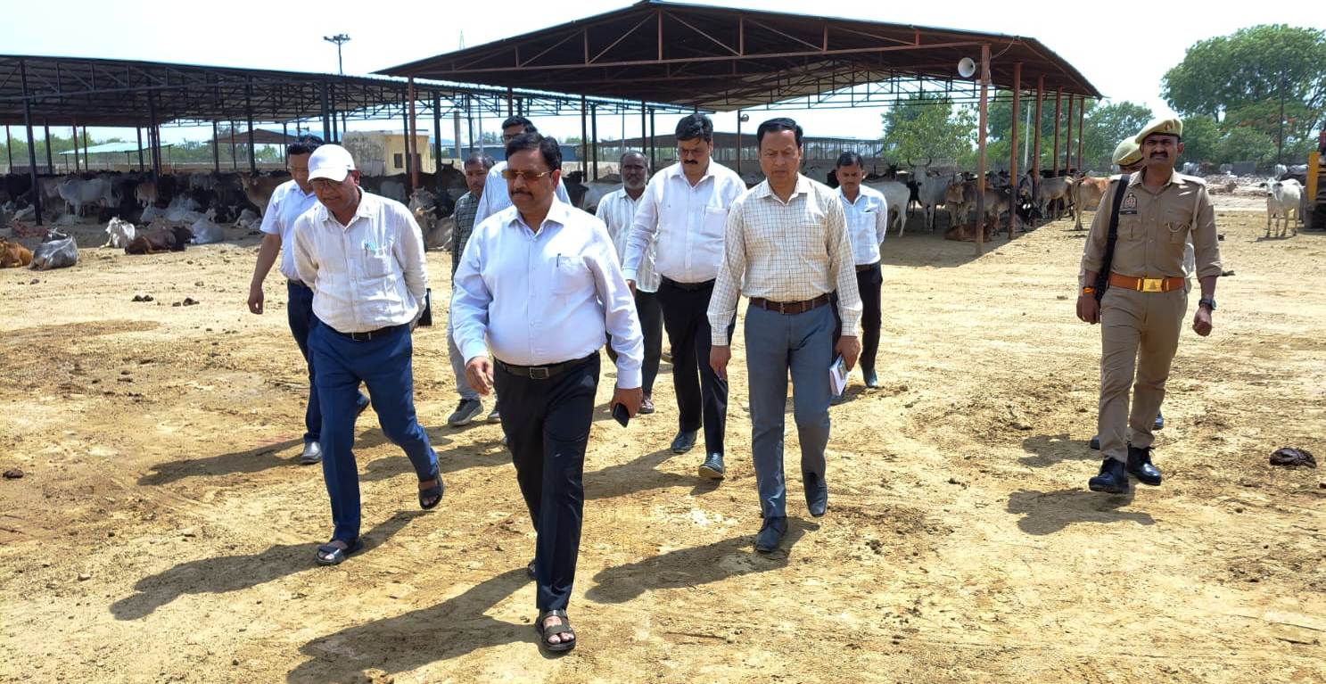 गोवंशों को प्रतिदिन खिलाया जाये हरा चारा- जिलाधिकारी