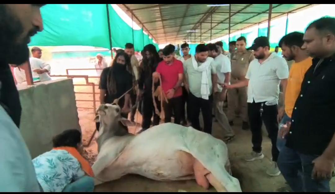 भैंसा गौशाला प्रकरण में त्वरित उपचार से बचीं कई जानें
