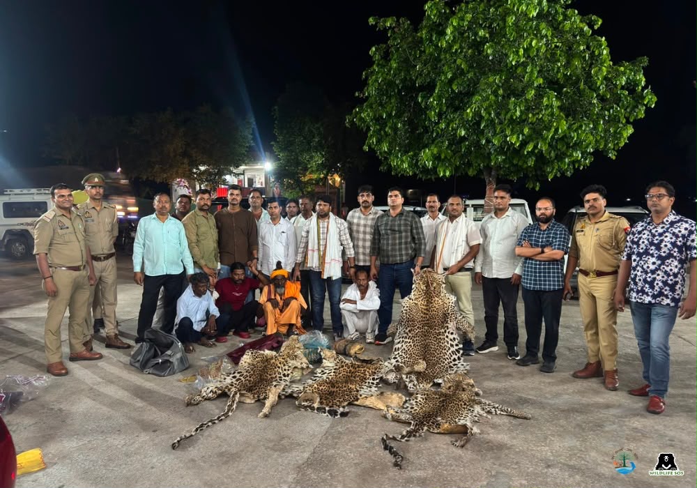 वन विभाग-एसओएस की बड़ी कामयाबी, तेंदुए की 10 खालों के साथ 4 तस्कर गिरफ्तार